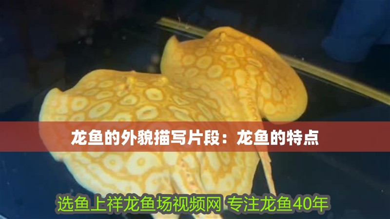 龍魚的外貌描寫片段：龍魚的特點