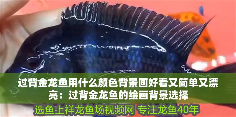 過背金龍魚用什么顏色背景畫好看又簡單又漂亮：過背金龍魚的繪畫背景選擇