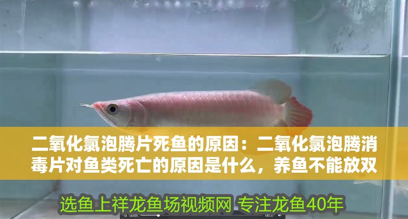 二氧化氯泡騰片死魚的原因：二氧化氯泡騰消毒片對魚類死亡的原因是什么，養魚不能放雙氧水