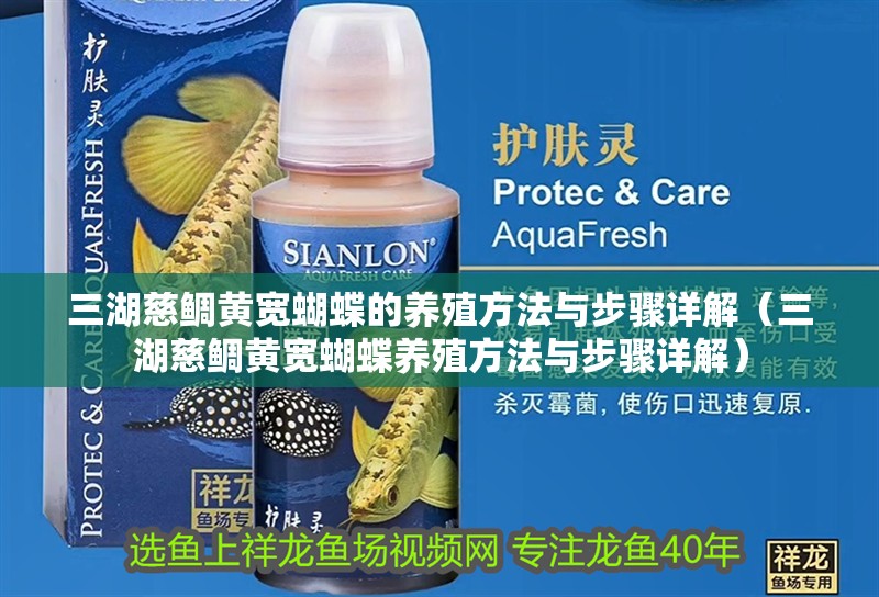 三湖慈鯛黃寬蝴蝶的養殖方法與步驟詳解（三湖慈鯛黃寬蝴蝶養殖方法與步驟詳解）