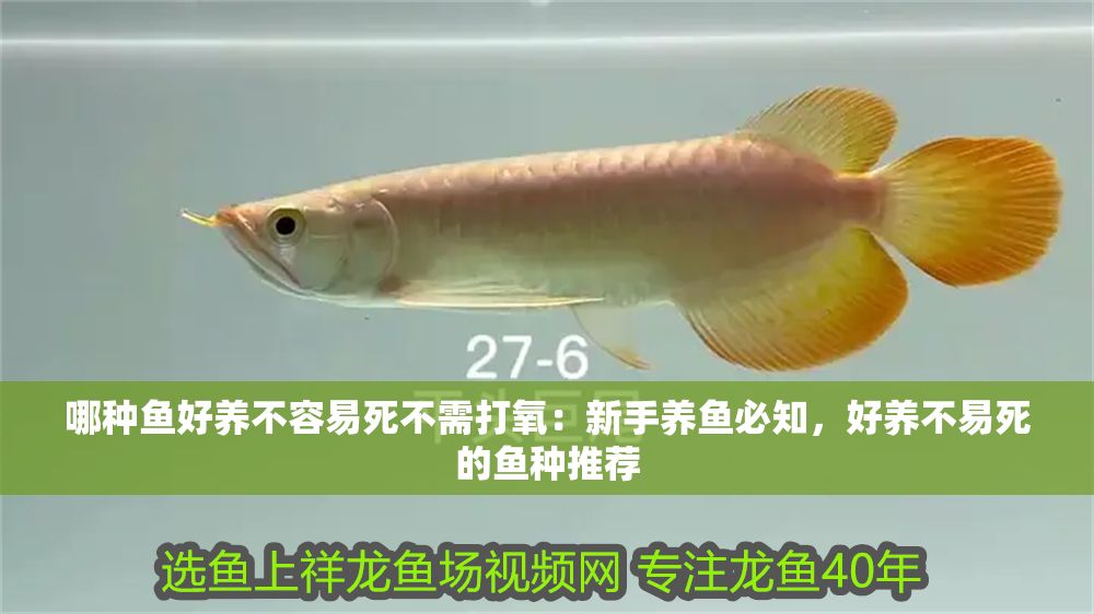哪種魚好養不容易死不需打氧：新手養魚必知，好養不易死的魚種推薦