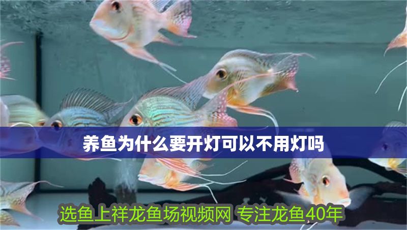 養魚為什么要開燈可以不用燈嗎