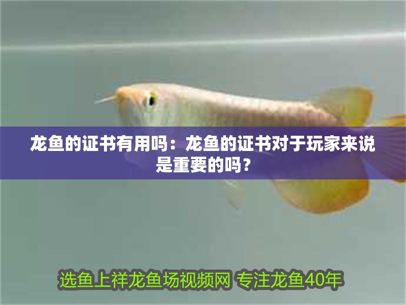 龍魚的證書有用嗎：龍魚的證書對于玩家來說是重要的嗎？