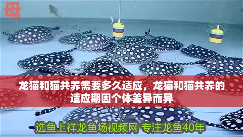 龍貓和貓共養需要多久適應，龍貓和貓共養的適應期因個體差異而異 龍貓和貓共養需要多久適應，龍貓和貓共養的適應期因個體差異而異 龍魚百科