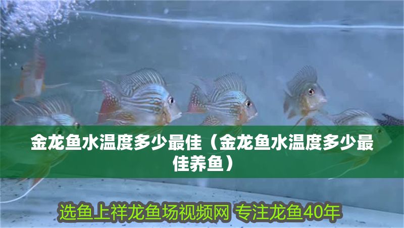 金龍魚水溫度多少最佳（金龍魚水溫度多少最佳養(yǎng)魚）