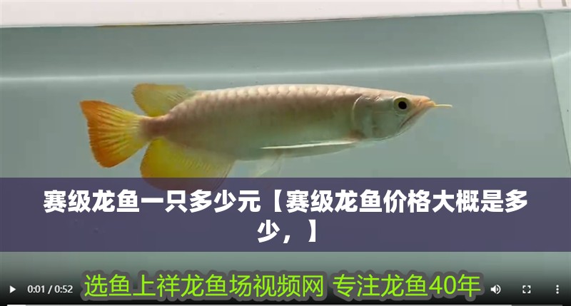 賽級龍魚一只多少元【賽級龍魚價格大概是多少，】