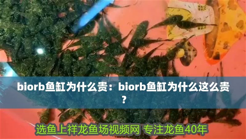 biorb魚缸為什么貴：biorb魚缸為什么這么貴？