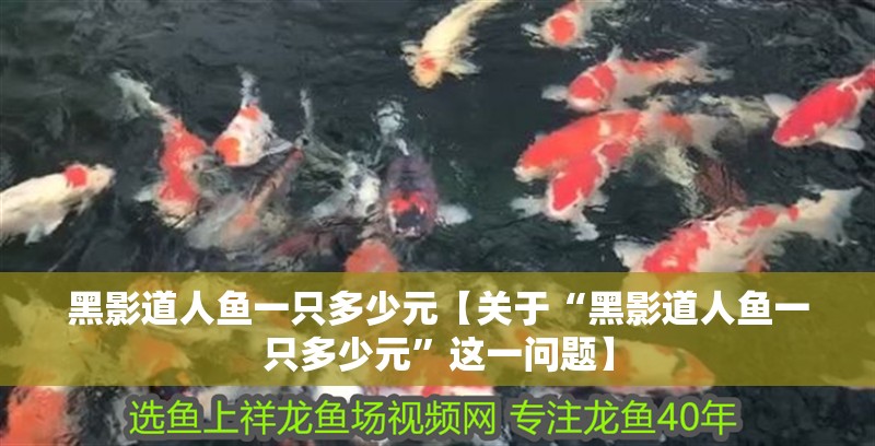 黑影道人魚一只多少元【關于“黑影道人魚一只多少元”這一問題】