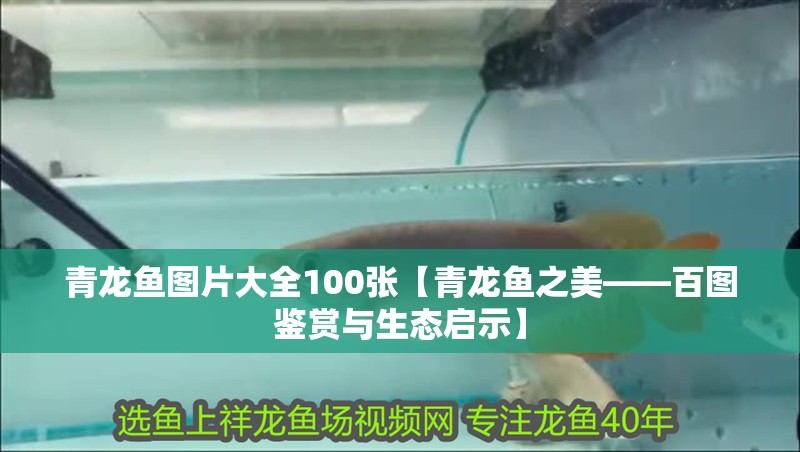 青龍魚圖片大全100張【青龍魚之美——百圖鑒賞與生態啟示】 青龍魚圖片大全100張【青龍魚之美——百圖鑒賞與生態啟示】 龍魚論壇