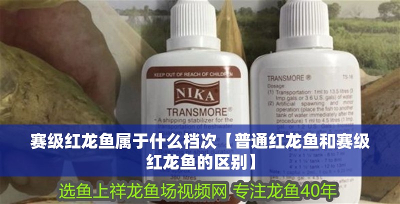 賽級紅龍魚屬于什么檔次【普通紅龍魚和賽級紅龍魚的區別】