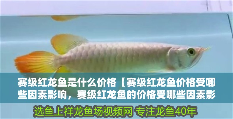 賽級(jí)紅龍魚(yú)是什么價(jià)格【賽級(jí)紅龍魚(yú)價(jià)格受哪些因素影響，賽級(jí)紅龍魚(yú)的價(jià)格受哪些因素影響】