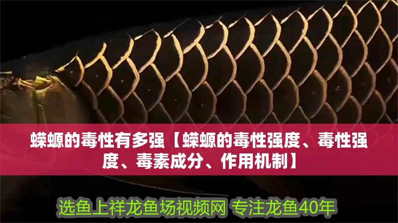 蠑螈的毒性有多強【蠑螈的毒性強度、毒性強度、毒素成分、作用機制】