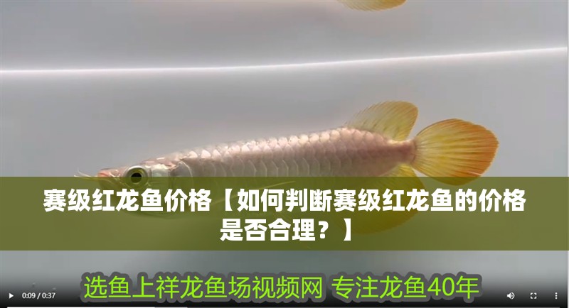 賽級紅龍魚價格【如何判斷賽級紅龍魚的價格是否合理？】