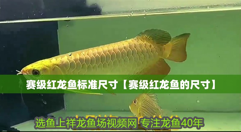 賽級紅龍魚標準尺寸【賽級紅龍魚的尺寸】