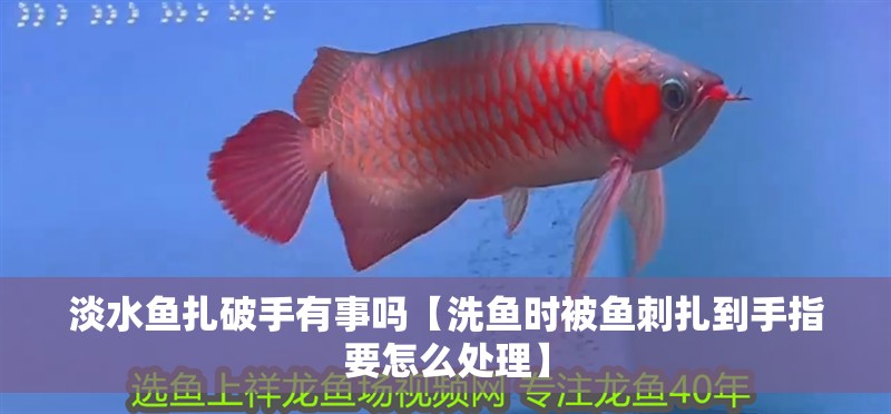 淡水魚扎破手有事嗎【洗魚時被魚刺扎到手指要怎么處理】