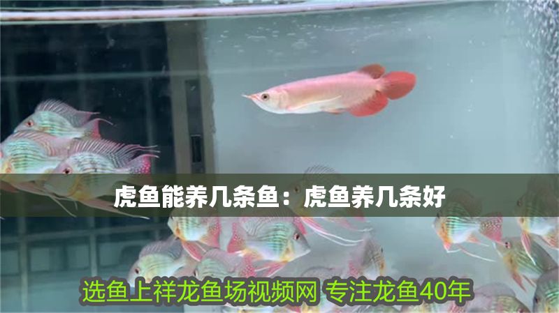 虎魚(yú)能養(yǎng)幾條魚(yú)：虎魚(yú)養(yǎng)幾條好 虎魚(yú)能養(yǎng)幾條魚(yú)：虎魚(yú)養(yǎng)幾條好 虎魚(yú)百科 第2張