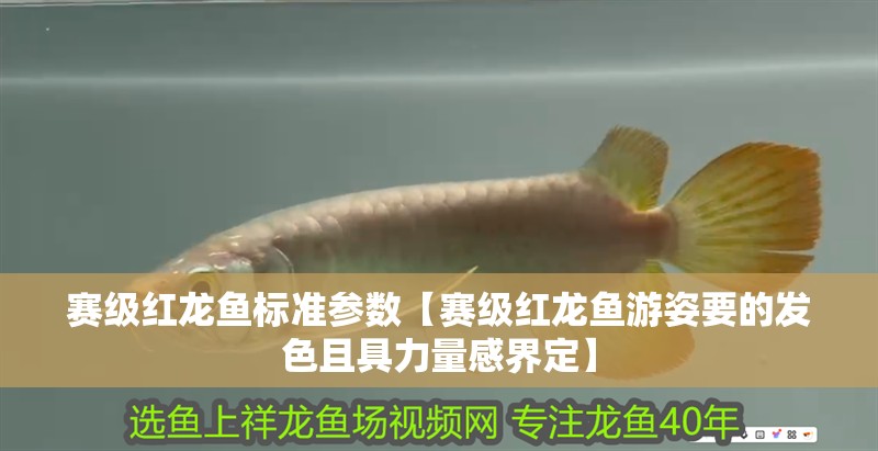 賽級紅龍魚標準參數【賽級紅龍魚游姿要的發色且具力量感界定】