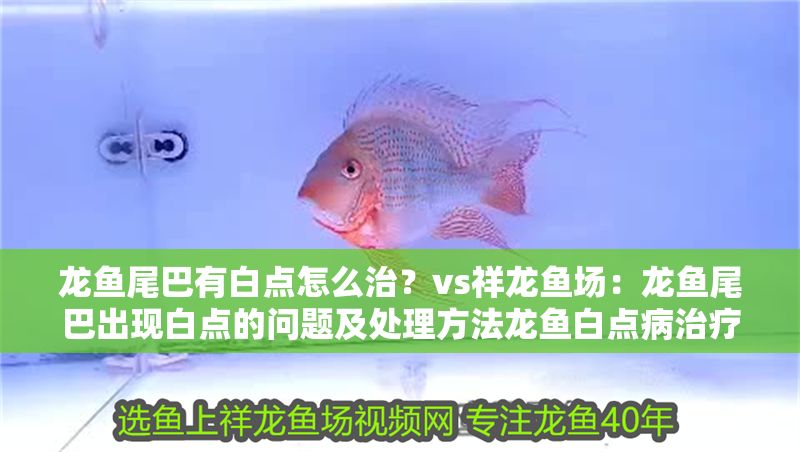 龍魚尾巴有白點怎么治？vs祥龍魚場：龍魚尾巴出現白點的問題及處理方法龍魚白點病治療方法 龍魚尾巴有白點怎么治？vs祥龍魚場：龍魚尾巴出現白點的問題及處理方法龍魚白點病治療方法 vs祥龍魚場 第2張