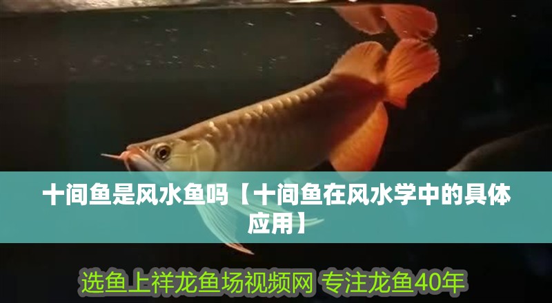 十間魚是風水魚嗎【十間魚在風水學中的具體應用】