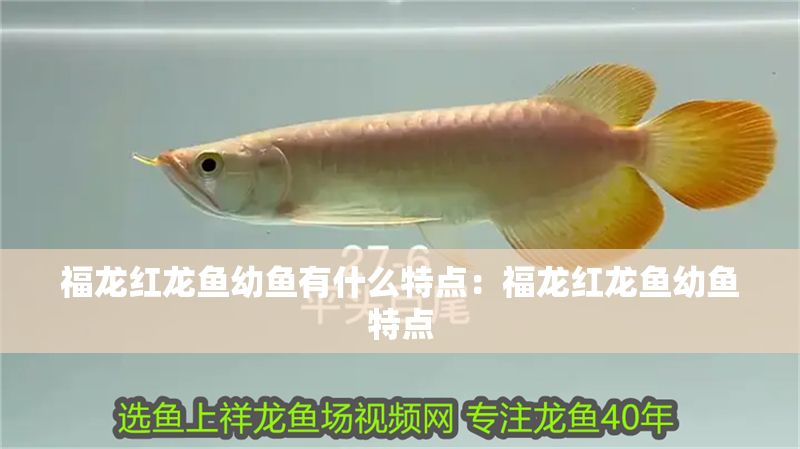 福龍紅龍魚幼魚有什么特點：福龍紅龍魚幼魚特點