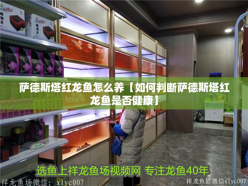 薩德斯塔紅龍魚怎么養【如何判斷薩德斯塔紅龍魚是否健康】