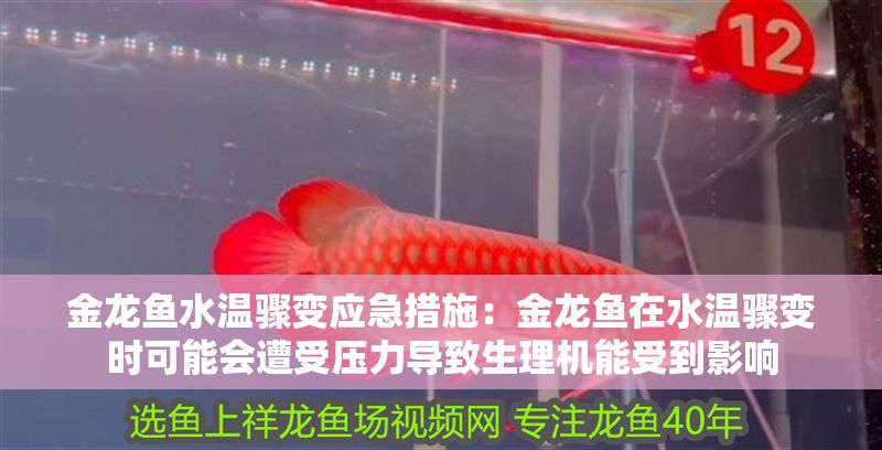 金龍魚水溫驟變應急措施：金龍魚在水溫驟變時可能會遭受壓力導致生理機能受到影響