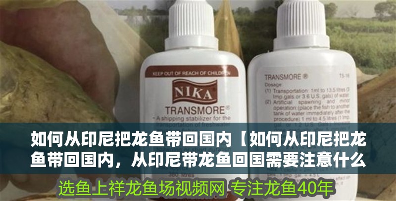如何從印尼把龍魚帶回國內【如何從印尼把龍魚帶回國內，從印尼帶龍魚回國需要注意什么】