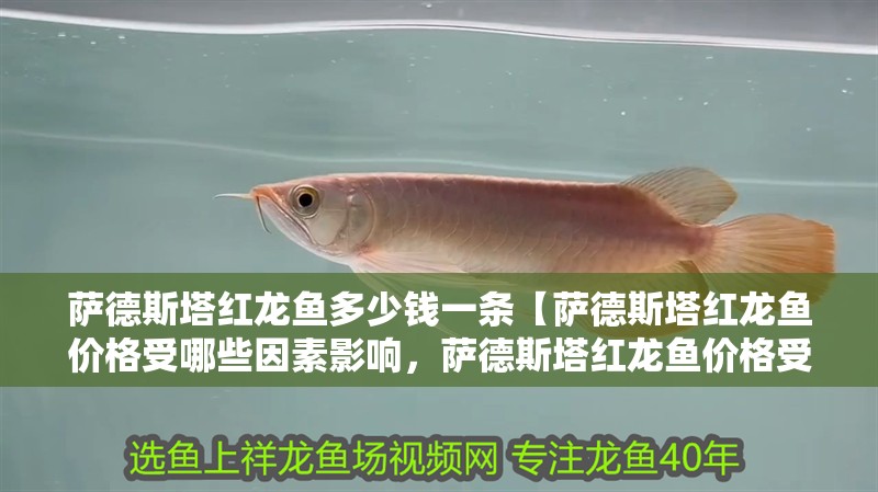 薩德斯塔紅龍魚(yú)多少錢(qián)一條【薩德斯塔紅龍魚(yú)價(jià)格受哪些因素影響，薩德斯塔紅龍魚(yú)價(jià)格受哪些影響】