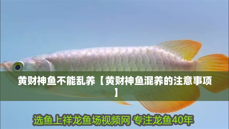 黃財神魚不能亂養【黃財神魚混養的注意事項】