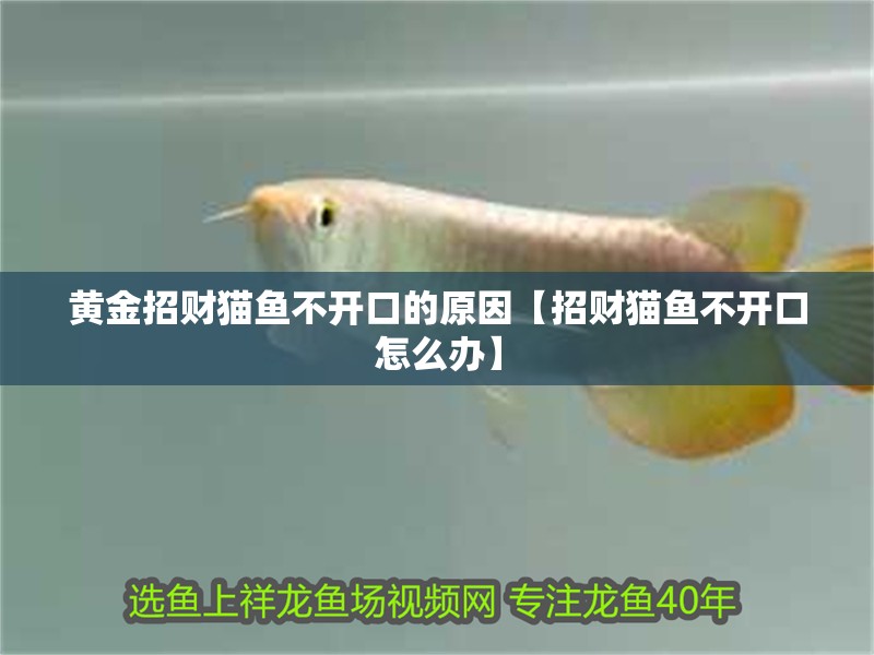 黃金招財(cái)貓魚(yú)不開(kāi)口的原因【招財(cái)貓魚(yú)不開(kāi)口怎么辦】