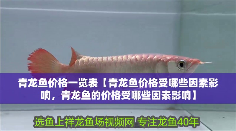 青龍魚價格一覽表【青龍魚價格受哪些因素影響，青龍魚的價格受哪些因素影響】 青龍魚價格一覽表【青龍魚價格受哪些因素影響，青龍魚的價格受哪些因素影響】 水族問答