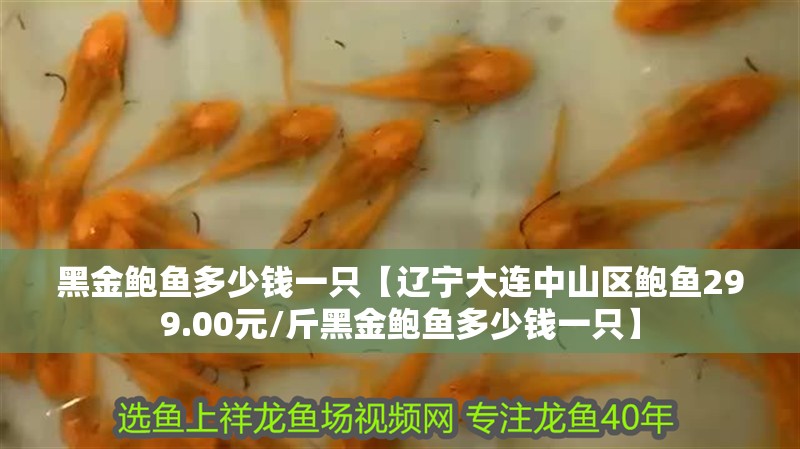 黑金鮑魚多少錢一只【遼寧大連中山區鮑魚299.00元/斤黑金鮑魚多少錢一只】