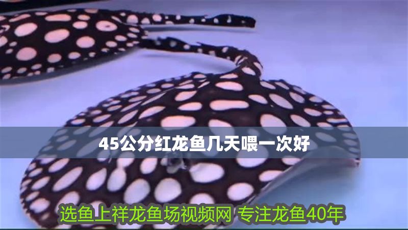 45公分紅龍魚幾天喂一次好