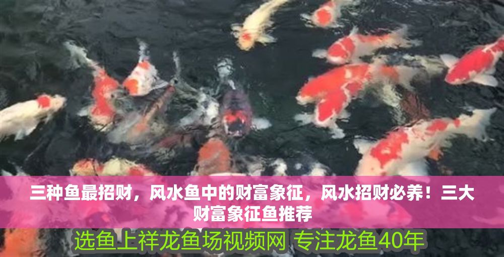 三種魚最招財(cái)，風(fēng)水魚中的財(cái)富象征，風(fēng)水招財(cái)必養(yǎng)！三大財(cái)富象征魚推薦