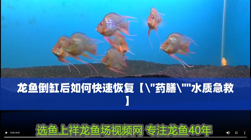 龍魚倒缸后如何快速恢復【\