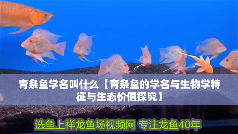 青條魚學名叫什么【青條魚的學名與生物學特征與生態價值探究】