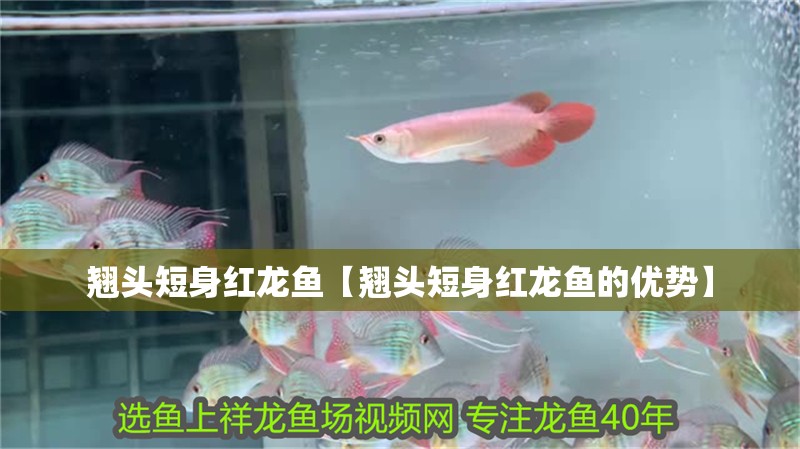 翹頭短身紅龍魚(yú)【翹頭短身紅龍魚(yú)的優(yōu)勢(shì)】
