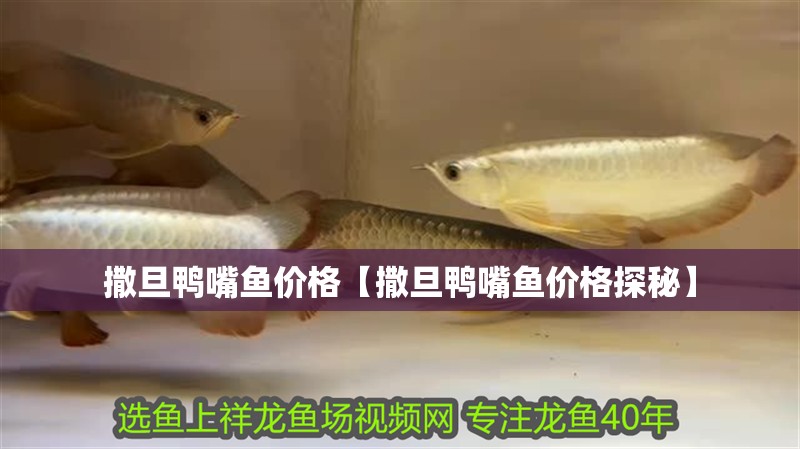 撒旦鴨嘴魚價格【撒旦鴨嘴魚價格探秘】