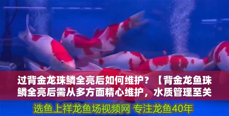 過背金龍珠鱗全亮后如何維護？【背金龍魚珠鱗全亮后需從多方面精心維護，水質(zhì)管理至關(guān)重要】