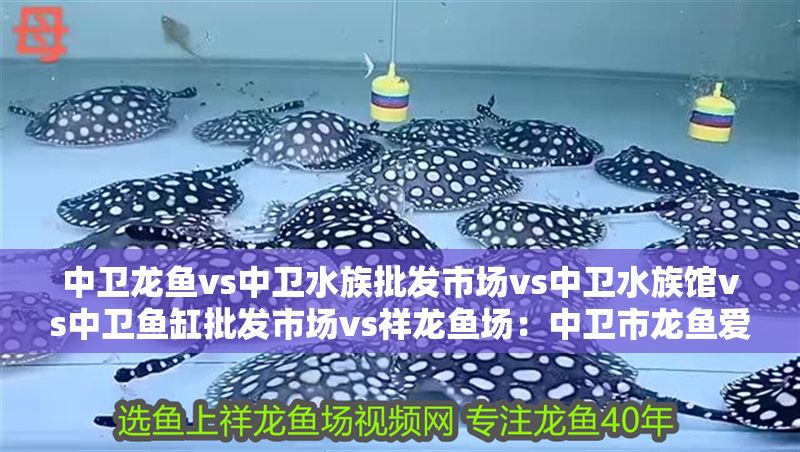 中衛龍魚vs中衛水族批發市場vs中衛水族館vs中衛魚缸批發市場vs祥龍魚場：中衛市龍魚愛好者、批發商、水族館經營者以及魚缸銷售者之間存在著競爭與合作的關系