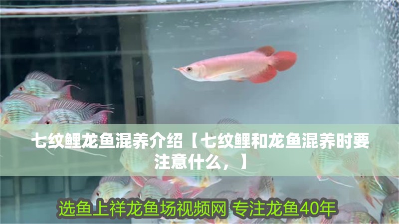 七紋鯉龍魚混養介紹【七紋鯉和龍魚混養時要注意什么，】