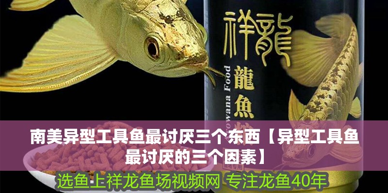 南美異型工具魚最討厭三個東西【異型工具魚最討厭的三個因素】