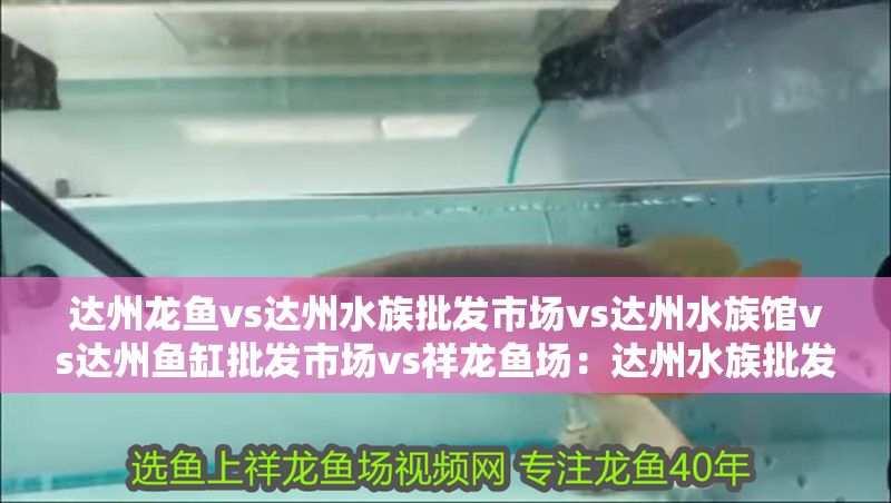 達州龍魚vs達州水族批發市場vs達州水族館vs達州魚缸批發市場vs祥龍魚場：達州水族批發市場地址達州水族館觀賞魚種類