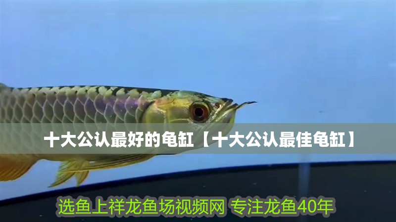 十大公認最好的龜缸【十大公認最佳龜缸】 十大公認最好的龜缸【十大公認最佳龜缸】 龍魚論壇