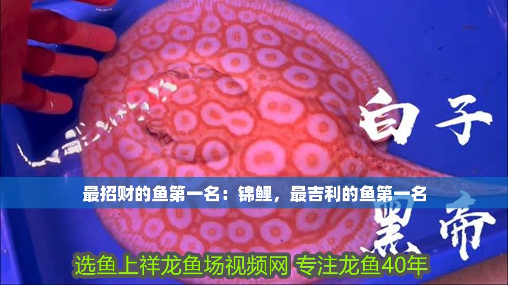 最招財的魚第一名：錦鯉，最吉利的魚第一名