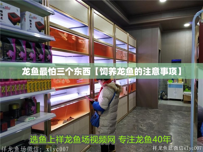 龍魚最怕三個東西【飼養(yǎng)龍魚的注意事項】