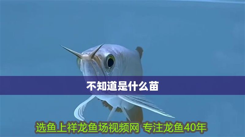 不知道是什么苗