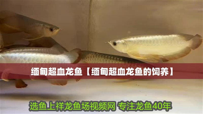 緬甸超血龍魚【緬甸超血龍魚的飼養】