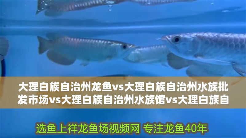 大理白族自治州龍魚vs大理白族自治州水族批發(fā)市場vs大理白族自治州水族館vs大理白族自治州魚缸批發(fā)市場vs祥龍魚場:大理白州水族市場分析 祥龍魚場各市分站 第2張 大理白族自治州龍魚vs大理白族自治州水族批發(fā)市場vs大理白族自治州水族館vs大理白族自治州魚缸批發(fā)市場vs祥龍魚場:大理白州水族市場分析 大理白族自治州龍魚vs大理白族自治州水族批發(fā)市場vs大理白族自治州水族館vs大理白族自治州魚缸批發(fā)市場vs祥龍魚場:大理白州水族市場分析 祥龍魚場各市分站 第2張