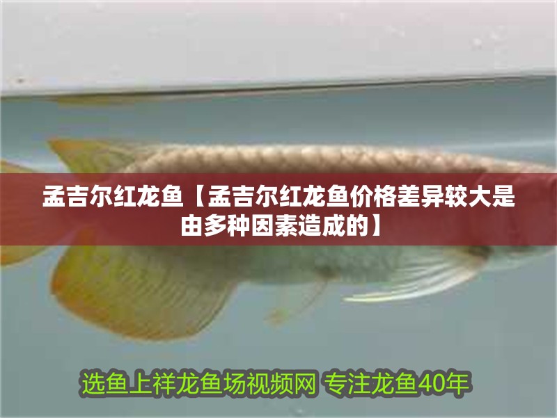 孟吉爾紅龍魚【孟吉爾紅龍魚價格差異較大是由多種因素造成的】